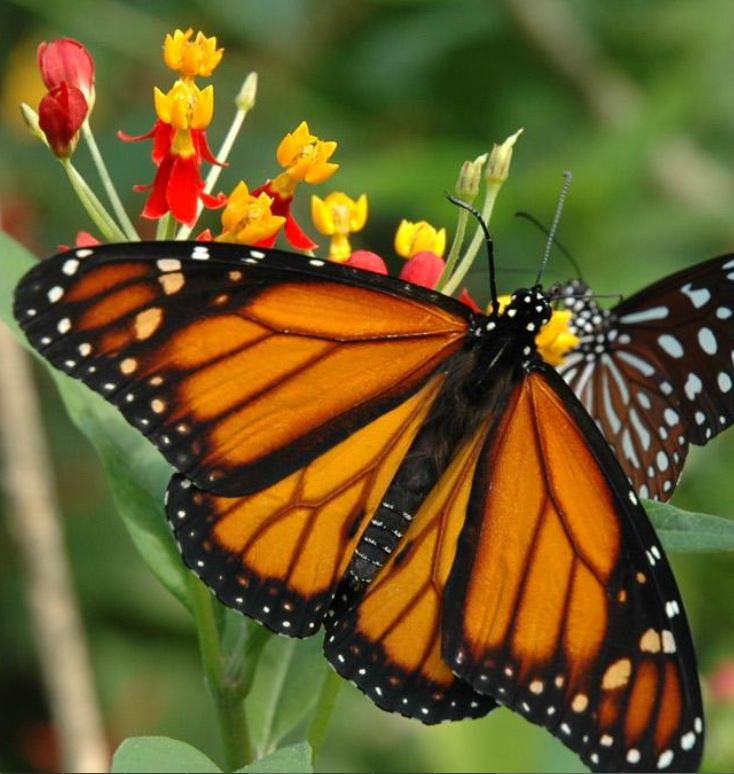 #12515 Papiliorama / Kerzers -30% Rabatt